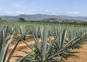 Sistemas agroforestales con Agave angustifolia Haw: legado biocultural de Sonora