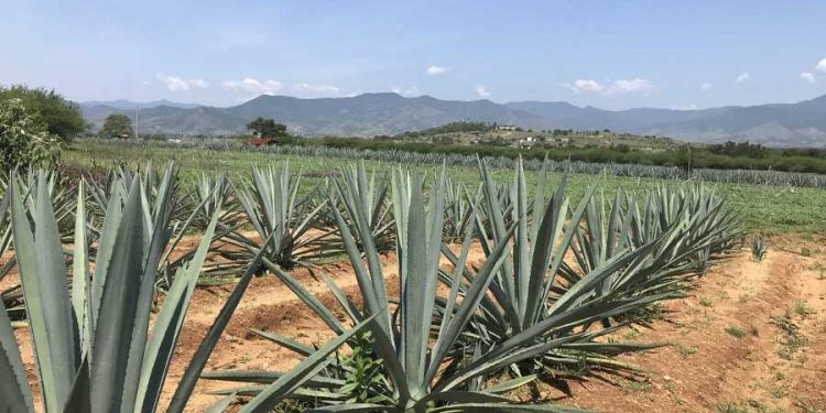 Sistemas agroforestales con Agave angustifolia Haw: legado biocultural de Sonora