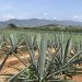 Sistemas agroforestales con Agave angustifolia Haw: legado biocultural de Sonora
