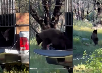 Liberan con éxito a oso negro en Cananea, es el segundo rescate en menos de 15 días en Sonora