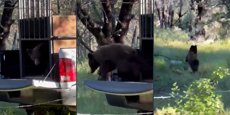 Liberan con éxito a oso negro en Cananea, es el segundo rescate en menos de 15 días en Sonora