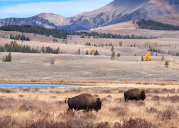 Así es como los bisontes transforman el paisaje de Yellowstone: cuando pastan libremente, el ecosistema renace