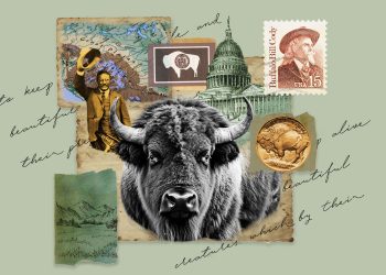 De cómo el bisonte o búfalo se convirtió en el mamífero nacional de EE. UU.