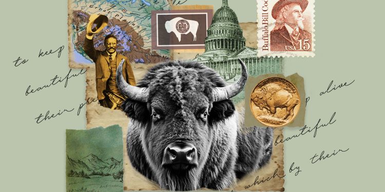 De cómo el bisonte o búfalo se convirtió en el mamífero nacional de EE. UU.
