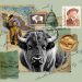 De cómo el bisonte o búfalo se convirtió en el mamífero nacional de EE. UU.