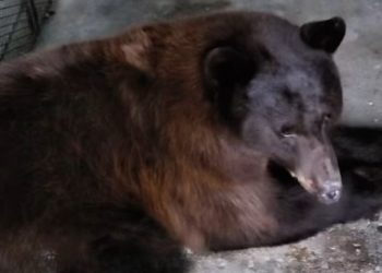 Regresa a su hábitat osa rescatada que estuvo atrapada más de 36 horas en un pino de Agua Prieta