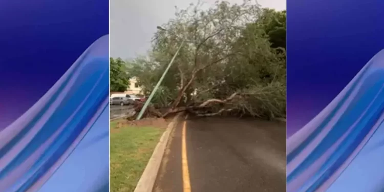Lluvia del Sábado Ocasionó Caída de Árboles y Acumulación de Agua en Calles de Hermosillo