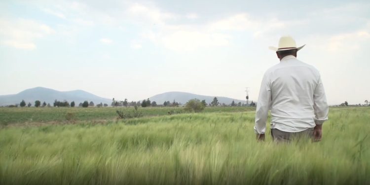 Ampliación de la Primera Convocatoria 2025 en Sonora del Componente Fomento a la Agricultura