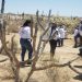 En el Día Internacional de las Víctimas de Desapariciones Forzadas, los colectivos de búsqueda de Sonora no se detienen
