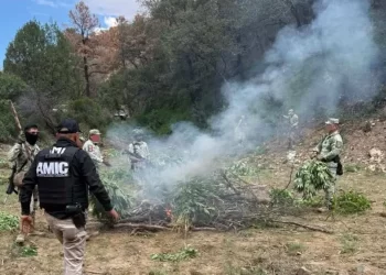 Destruyen Plantío de Marihuana de Aproximadamente 8 Mil 300 Plantas en Cananea