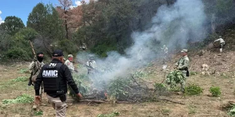 Destruyen Plantío de Marihuana de Aproximadamente 8 Mil 300 Plantas en Cananea