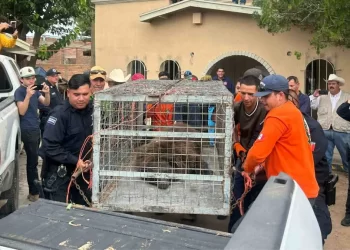 Oso Rescatado en Agua Prieta; Proviene de Estados Unidos; Esto se Sabe