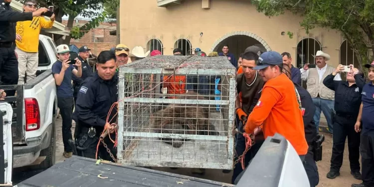 Oso Rescatado en Agua Prieta; Proviene de Estados Unidos; Esto se Sabe