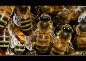 Un muerto y 21 lesionados por picadura de abejas en ataques diferentes registrados este fin de semana