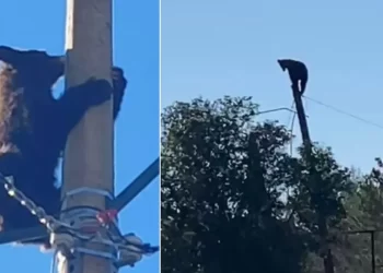 Captan a Oso Sobre la Cima de un Poste de Luz en Cananea