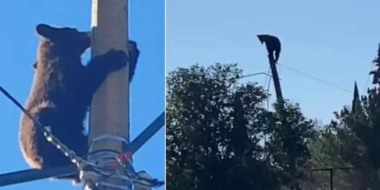 Captan a Oso Sobre la Cima de un Poste de Luz en Cananea