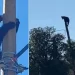 Captan a Oso Sobre la Cima de un Poste de Luz en Cananea