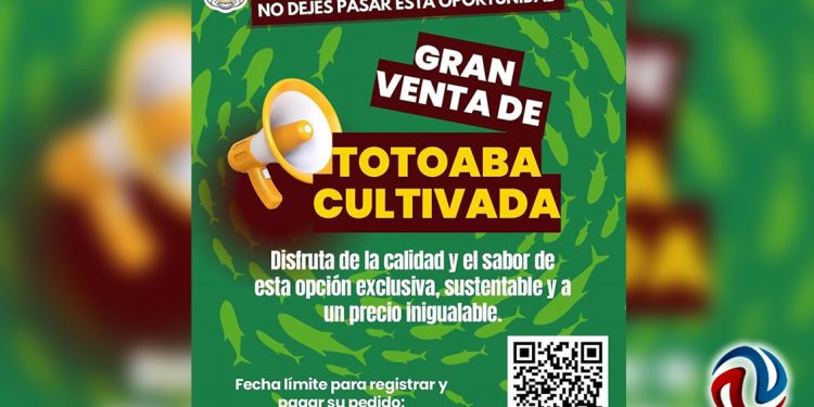 Anuncia la UABC proyecto para producción de totoaba, especie en peligro