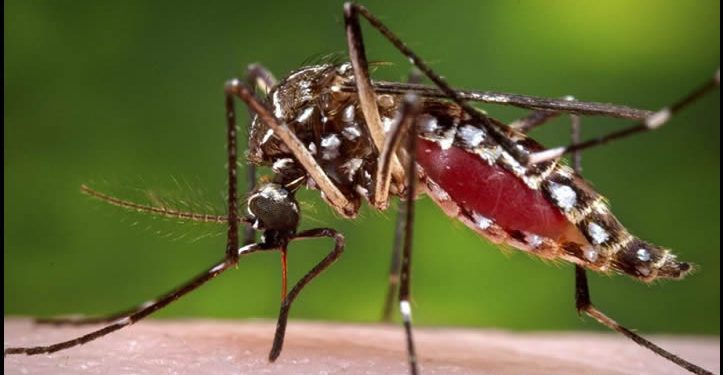 Lluvias recientes dispararán casos de dengue en Sonora: especialista en epidemiología de la UNISON