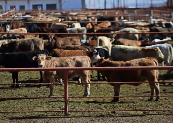 EU acusa a México de inacción tras nuevo caso de gusano barrenador a 70 millas de la frontera