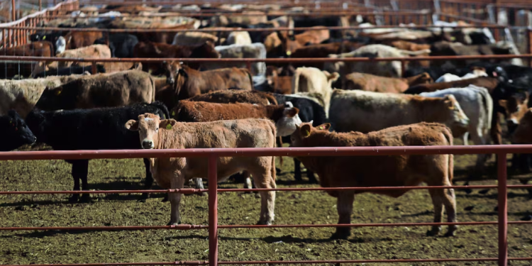 EU acusa a México de inacción tras nuevo caso de gusano barrenador a 70 millas de la frontera