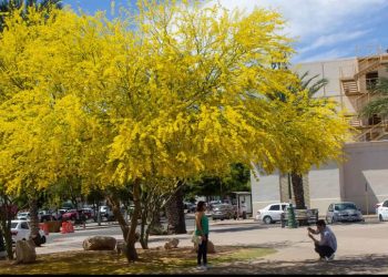 Sonora dará prioridad a flora nativa en áreas verdes para cuidar el agua
