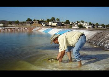 Realizará gobierno Foro de Acuacultura Sonora 2025 los días 25 y 26 de septiembre