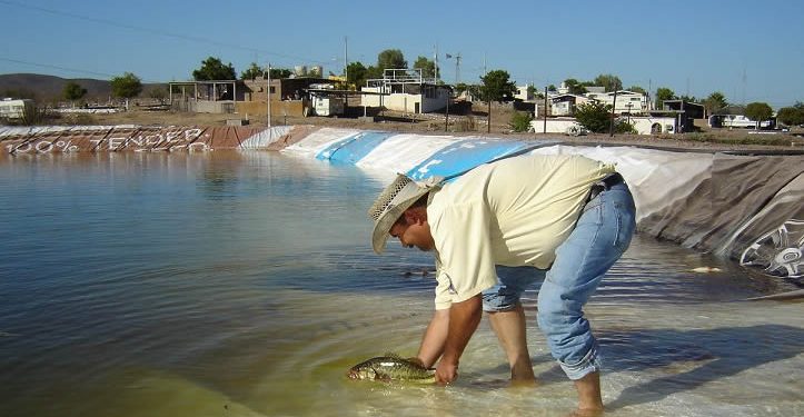 Realizará gobierno Foro de Acuacultura Sonora 2025 los días 25 y 26 de septiembre
