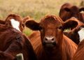 México confirma un caso de gusano barrenador en Nuevo León