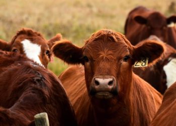 México confirma un caso de gusano barrenador en Nuevo León