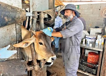 Dejan de exportar 644 mil cabezas de ganado; Sader atiende caso en Nuevo León