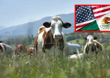 Ganaderos de Sonora buscan regionalización tras cierre de fontera con EEUU por ganado