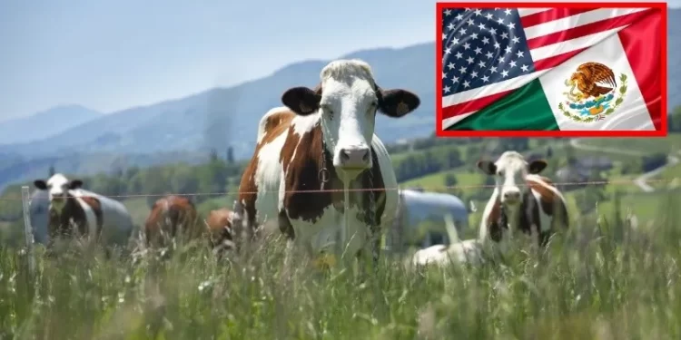 Ganaderos de Sonora buscan regionalización tras cierre de fontera con EEUU por ganado