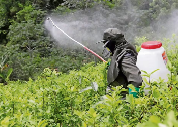 Estos son los 35 plaguicidas prohibidos por decreto presidencial; algunos aún se comercializan y usan en el campo