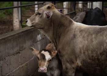 Cierre de frontera a ganado mexicano ha causado pérdidas de mil 300 mdd: CNA