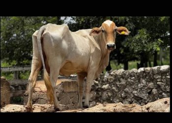 Yucatán reporta 50 nuevos casos de gusano barrenador en 27 municipio