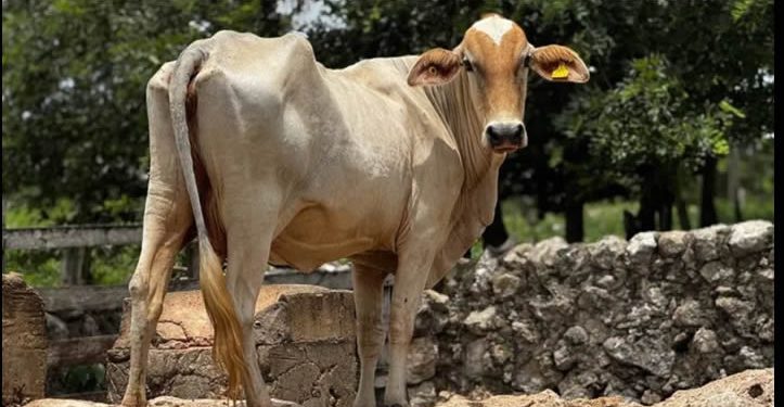 Yucatán reporta 50 nuevos casos de gusano barrenador en 27 municipio