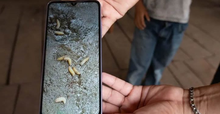 Gusano barrenador amenaza a fauna silvestre; lanzan campaña de prevención