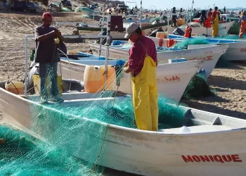 Preparativos y gastos elevados: por iniciar temporada de camarón en el Golfo de Santa Clara