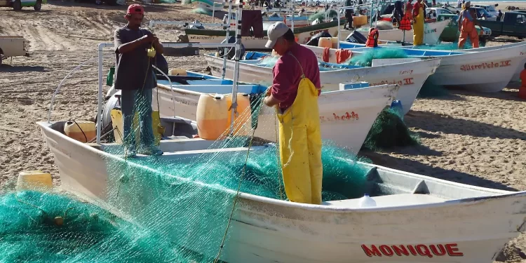 Preparativos y gastos elevados: por iniciar temporada de camarón en el Golfo de Santa Clara