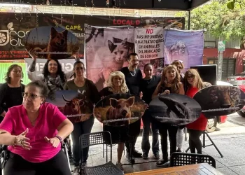 Activistas y rescatistas convocan a marcha en CDMX por los derechos de los animales: checa día y ruta