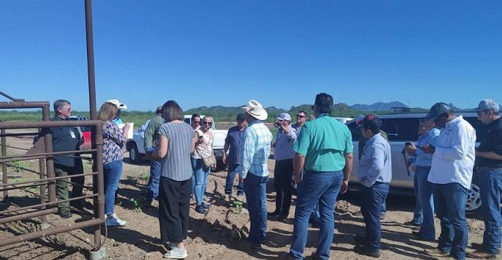 Llegan a Sonora inspectores del Departamento de Agricultura de EEUU para determinar si se ábre la frontera a la exportación de ganado