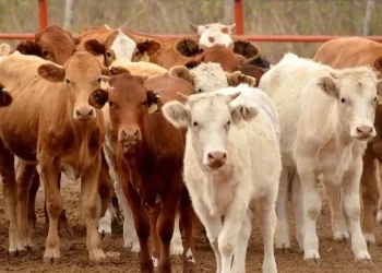 Llama México a EU a reactivar exportación de ganado; confirma contención de gusano barrenador