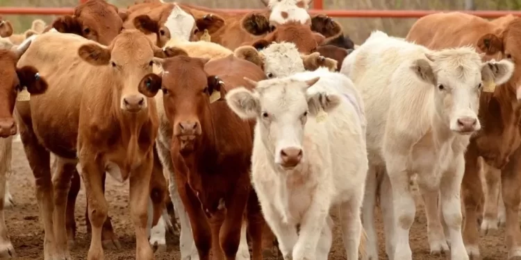 Llama México a EU a reactivar exportación de ganado; confirma contención de gusano barrenador