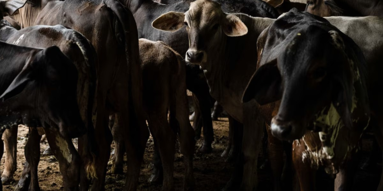 Reitera la AMEG que la única solución contra gusano barrenador son las moscas estériles