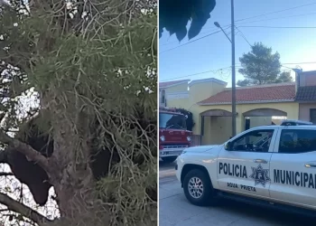Oso es visto en Agua Prieta, suspenden clases en plantel cercano por precaución