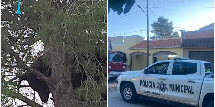 Oso es visto en Agua Prieta, suspenden clases en plantel cercano por precaución