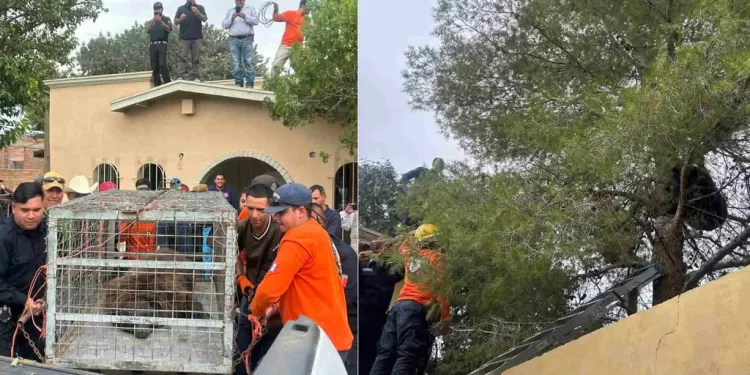 Rescatan a Oso tras Permanecer 36 Horas en lo Alto de un Pino en Agua Prieta