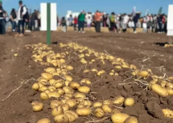 Sinaloa desfasa siembra de papa por sequía