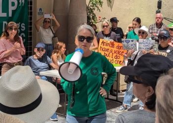 Activista de Sonora señala al gobierno de Guanajuato por omisión en caso de refugio animal en San Miguel